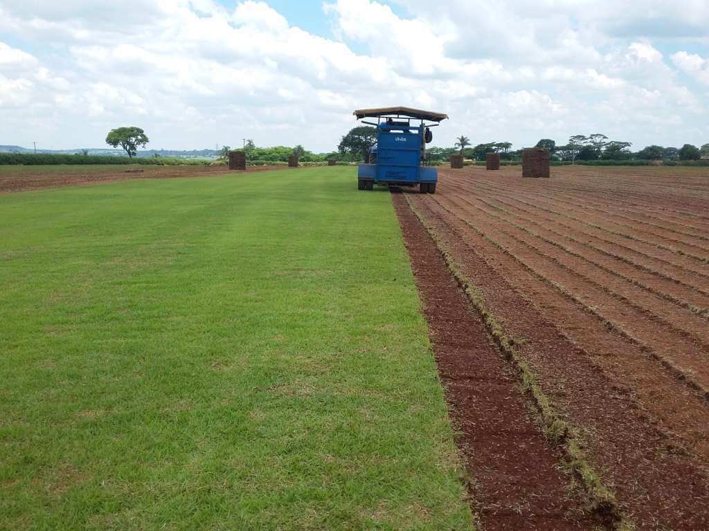 Produtor de Grama Esmeralda Na Bahia